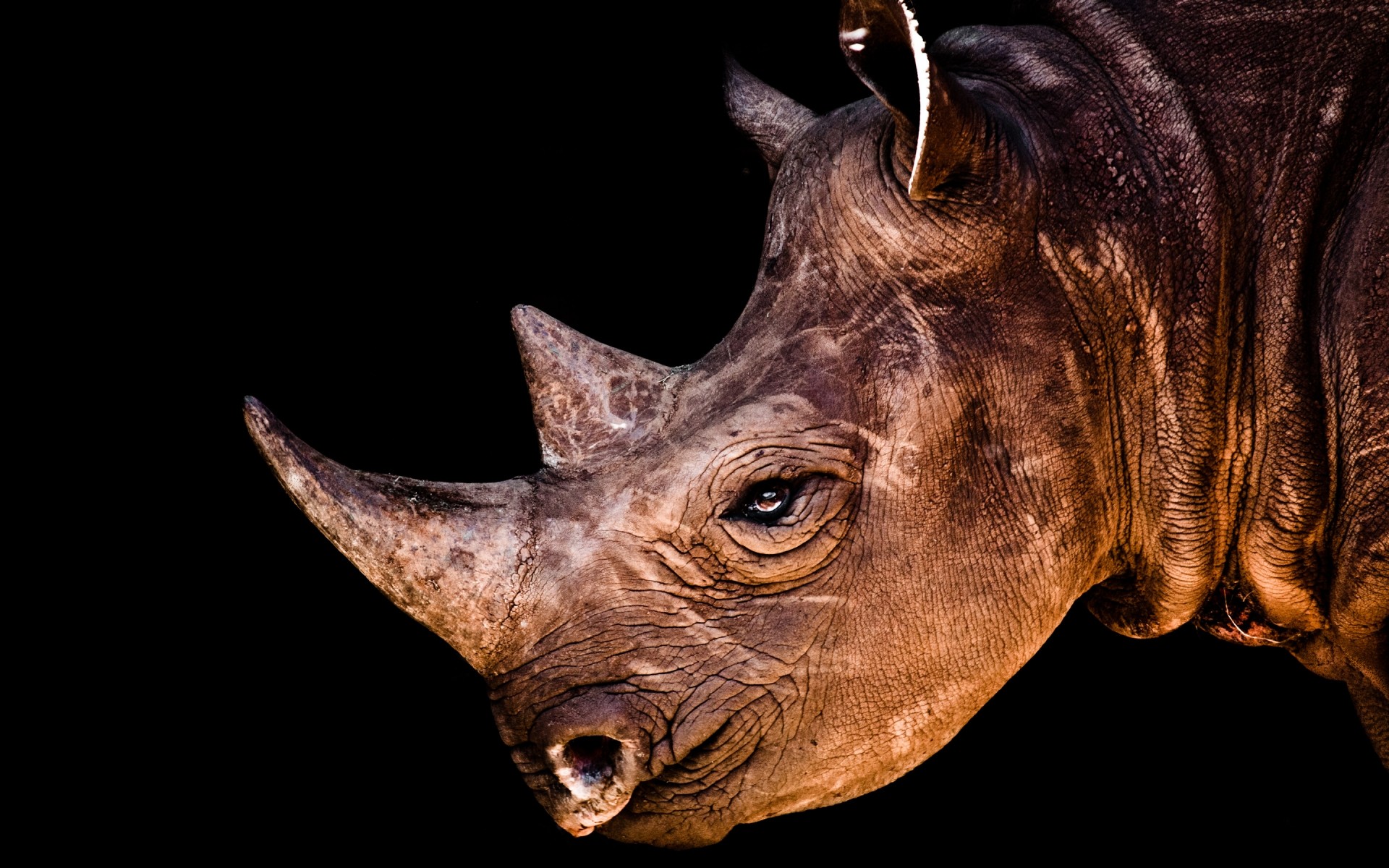 tiere tier säugetier natur tierwelt wild wild nashorn