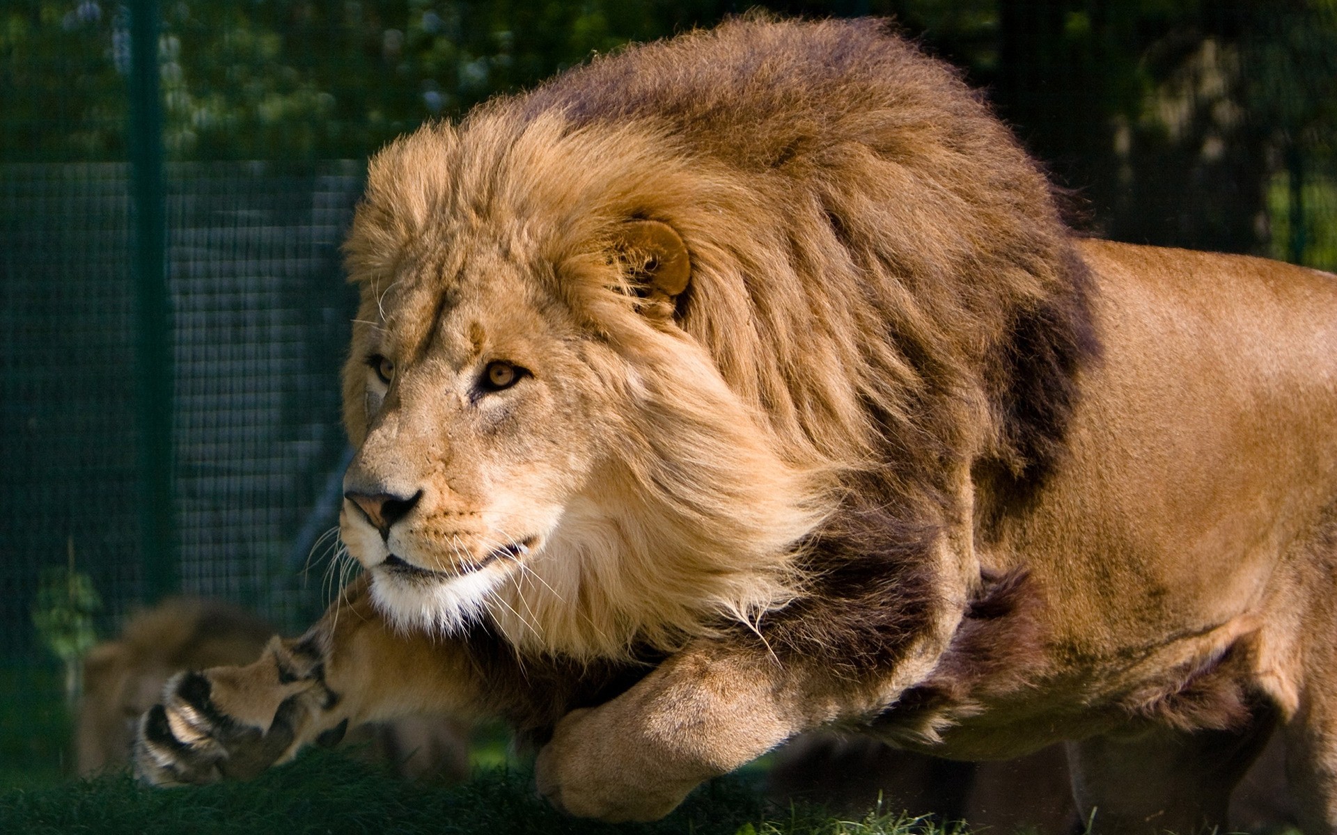 animais leão gato vida selvagem mamífero predador animal leoa jardim zoológico selvagem safari retrato mané pele comedor de carne natureza olho pantera caçador grande