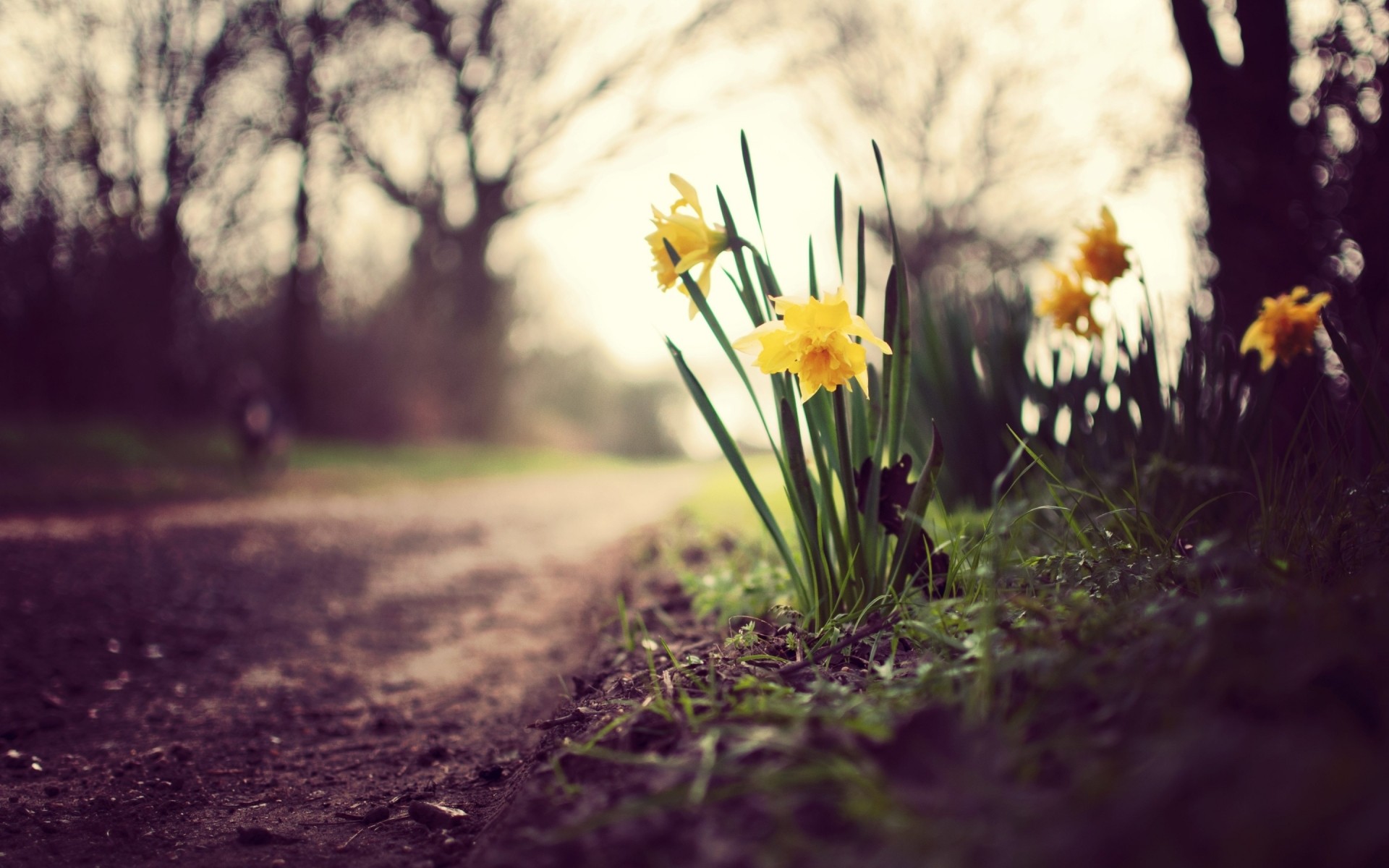 fiori fiore natura erba foglia all aperto giardino campo flora bel tempo parco paesaggio stagione sole legno estate colore albero luminoso alba narcisi