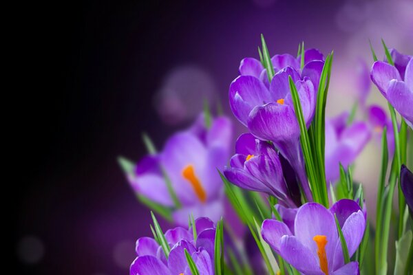 Hermosas flores de primavera. se acerca el verano