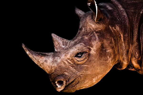 Image de rhinocéros sur fond noir