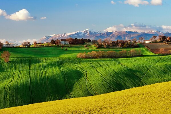 Green landscape field