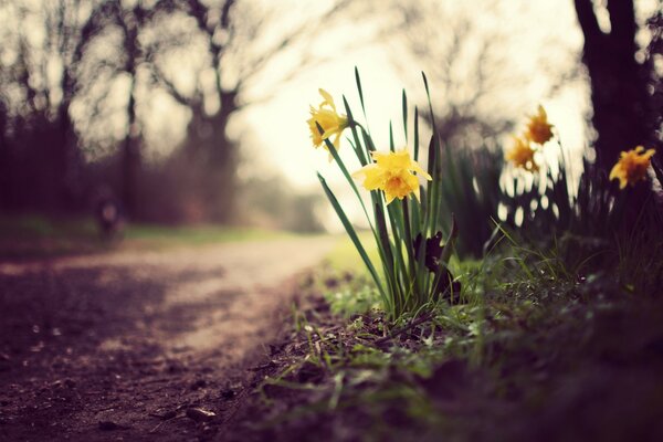 Narzissenblume in der Nähe der Straße