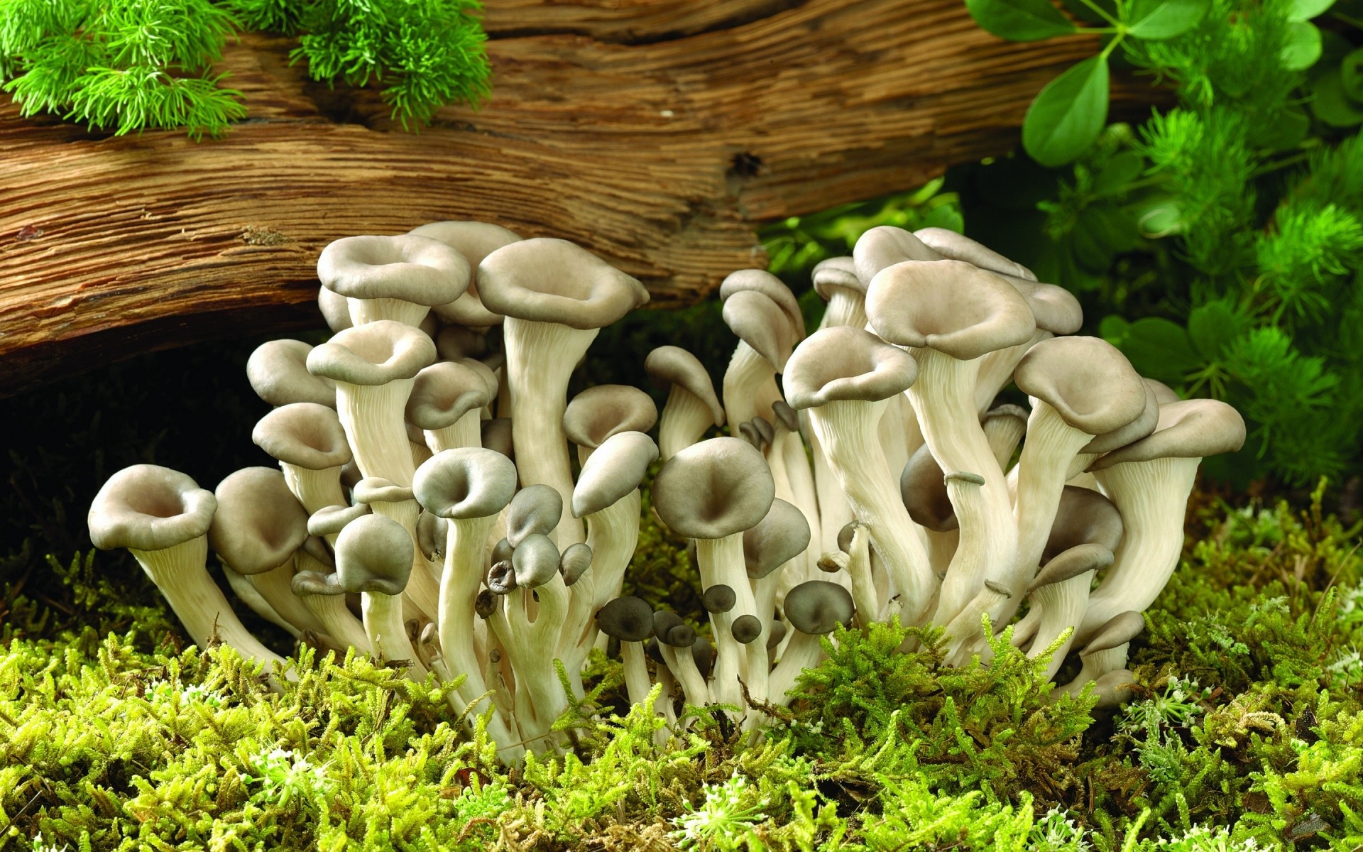 landscapes fungus mushroom edible nature toadstool moss boletus wild wood vegetable food growth flora spore fall grass cap close-up poison mushrooms