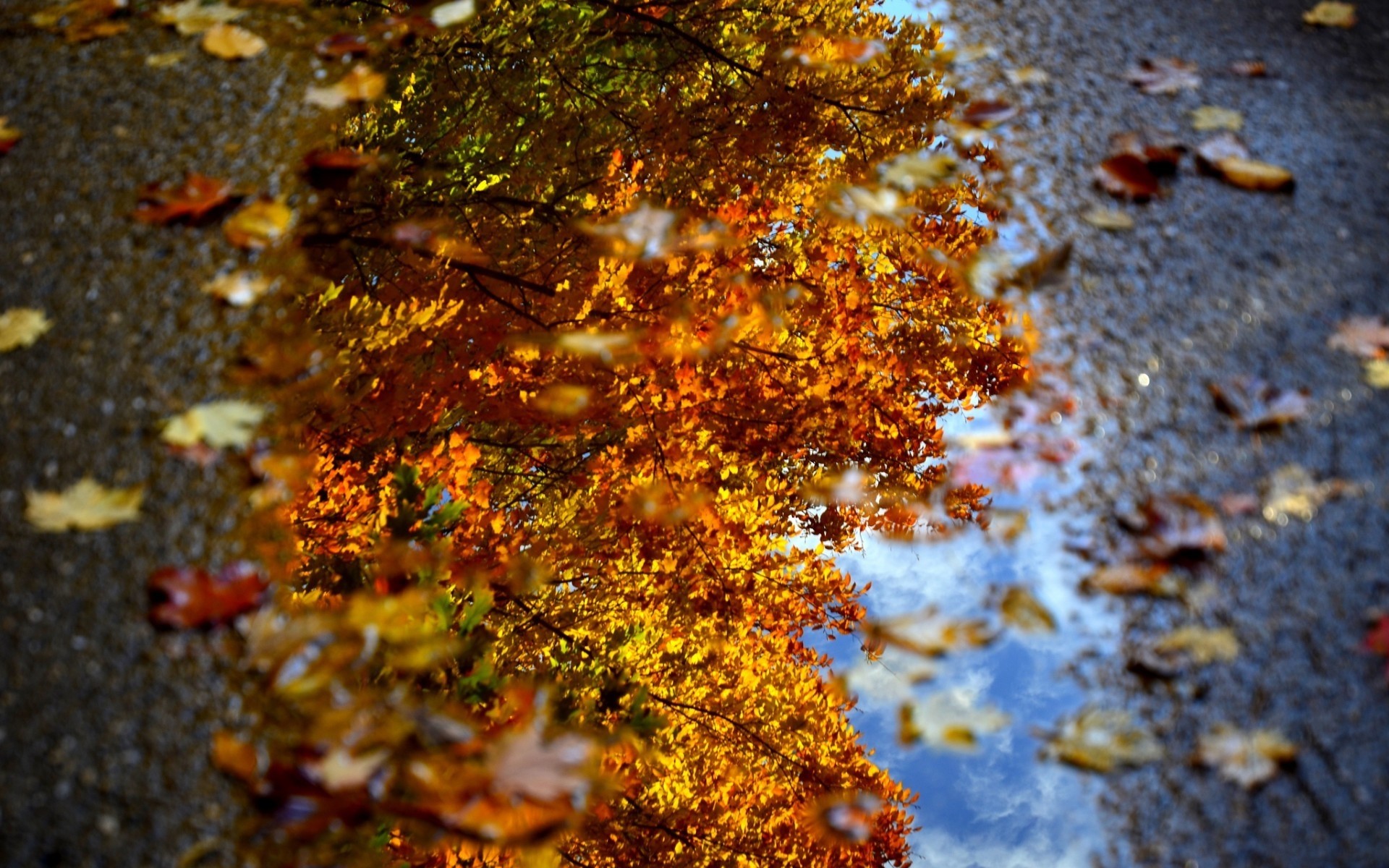 autumn fall leaf nature tree wood outdoors maple desktop ground color change texture landscape