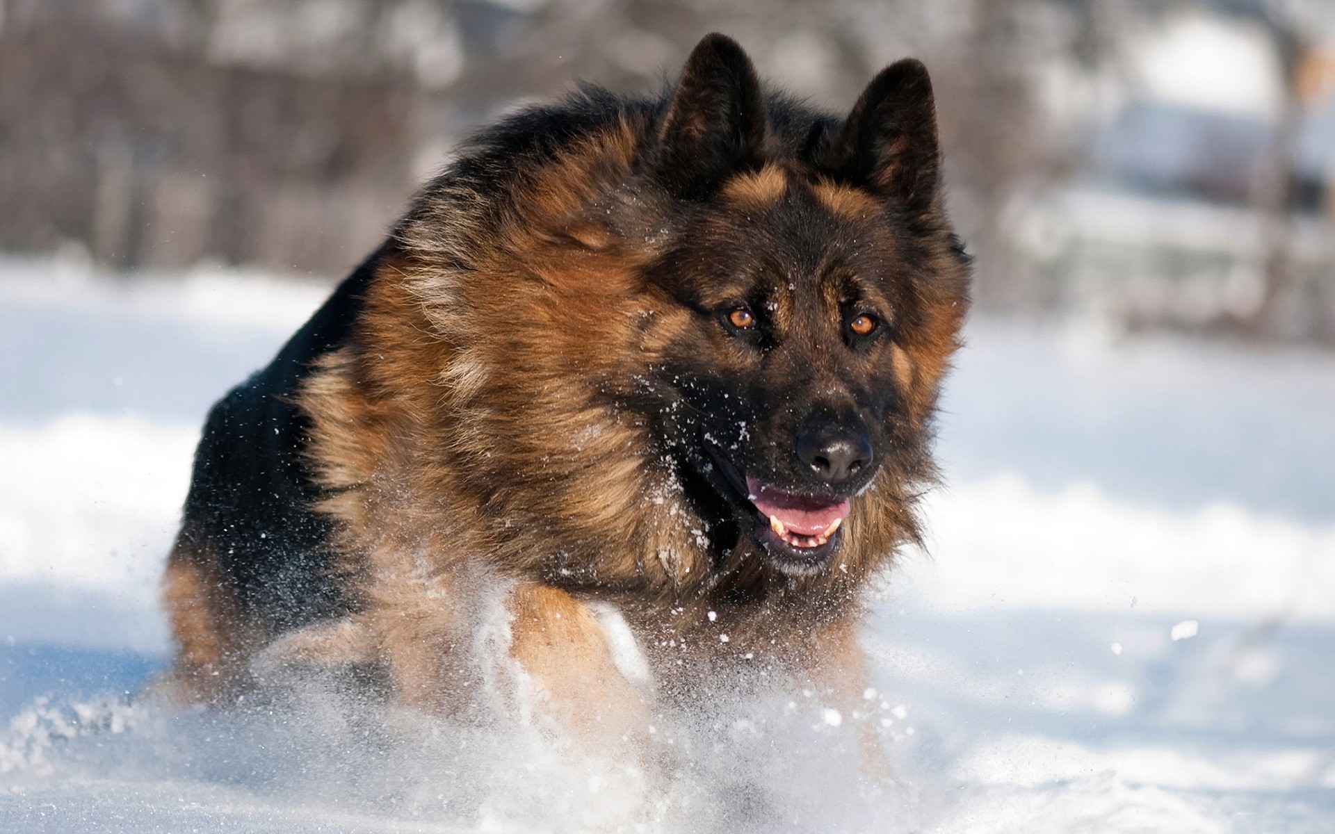 köpekler kar kış memeli köpek eğitmeni soğuk köpek açık havada portre bir sevimli kürk tarama hayvan doğa ayaz alman çoban köpeği