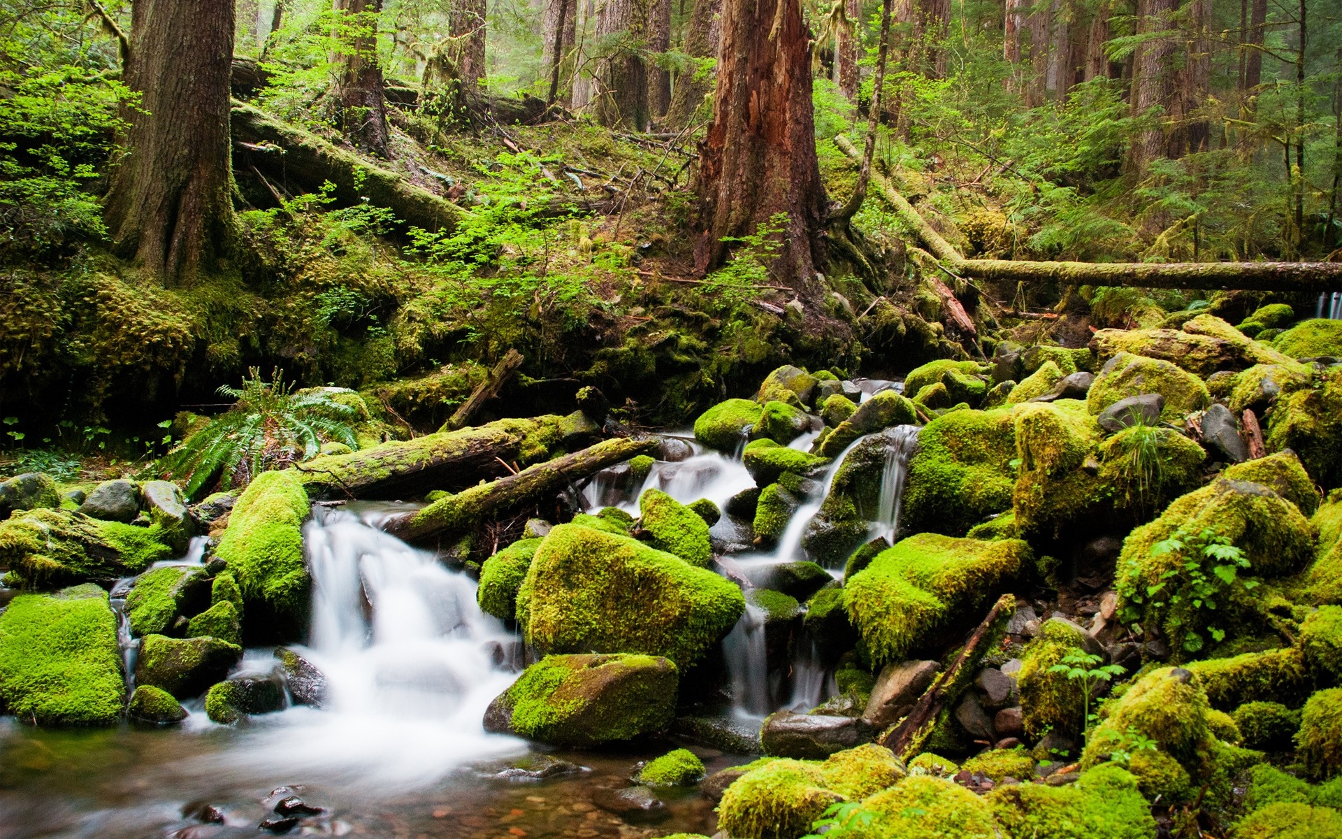 paysage bois nature mousse eau ruisseau feuille cascade paysage sauvage arbre rock environnement extérieur parc ruisseau fern rivière humide forêt