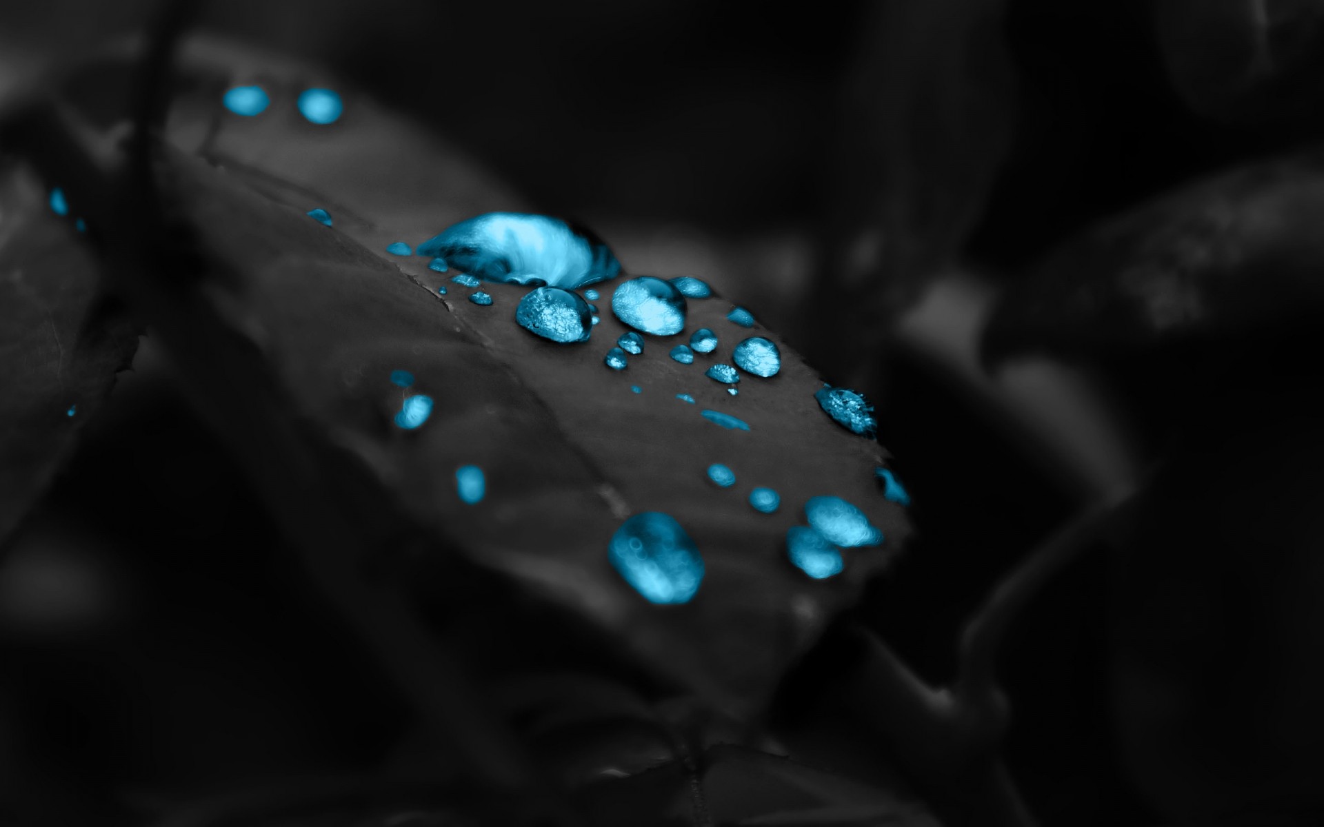 plantes bijoux pluie flou réflexion gouttes d eau