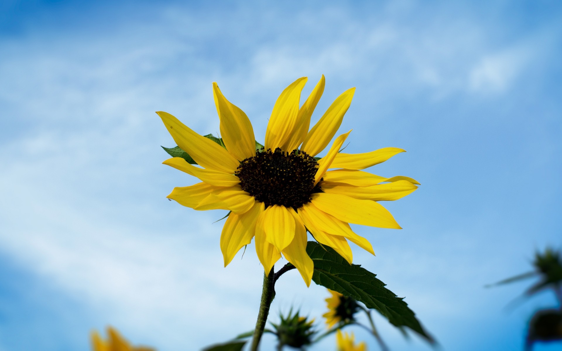 fiori natura estate fiore all aperto flora crescita bel tempo foglia girasole sole luminoso campo