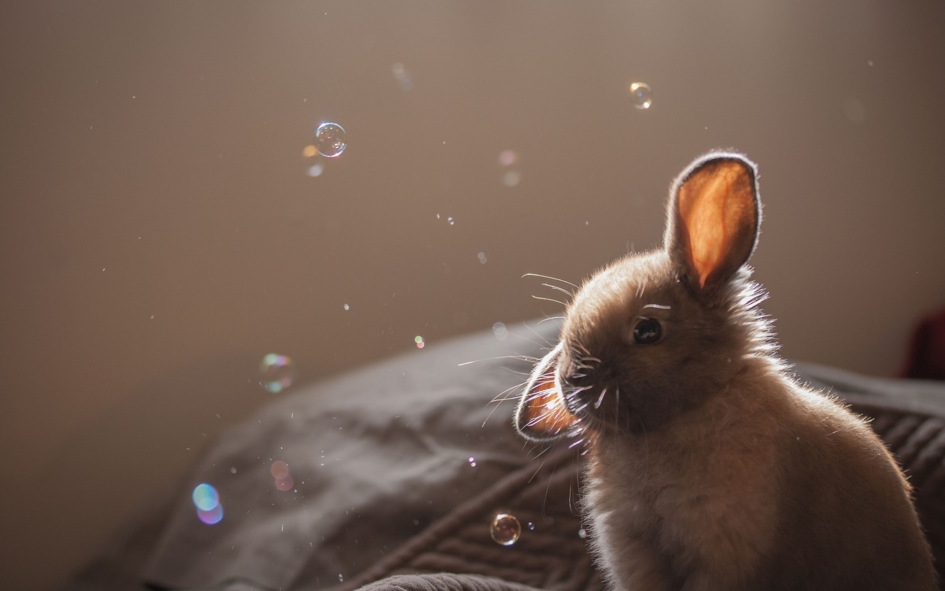 animals mammal one portrait pet bunny rabbit