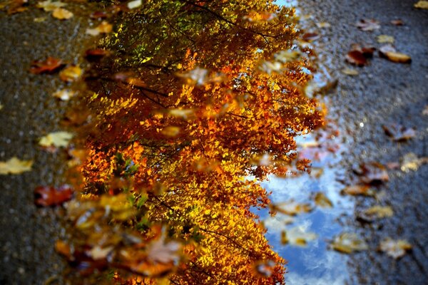 Autumn was falling in the reflection of the river