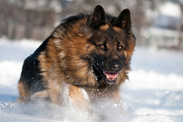 A big shepherd dog runs through the snow