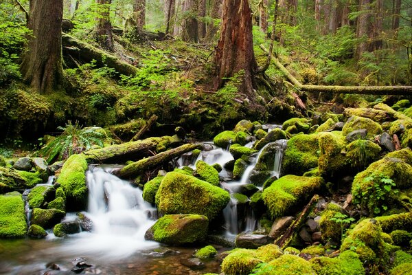 Forest waterfall with rocks covered with moss