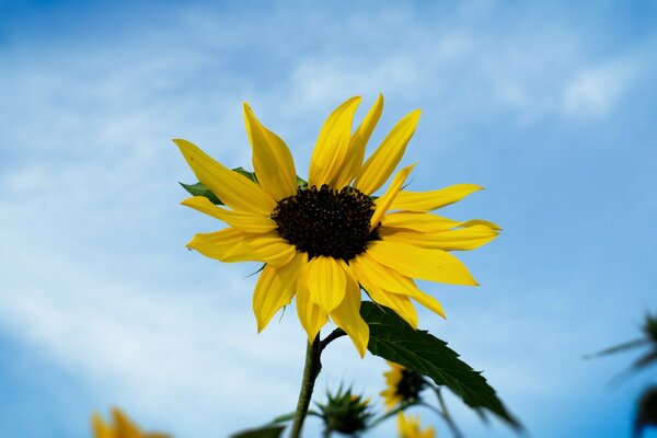 Large yellow flower on the sky background