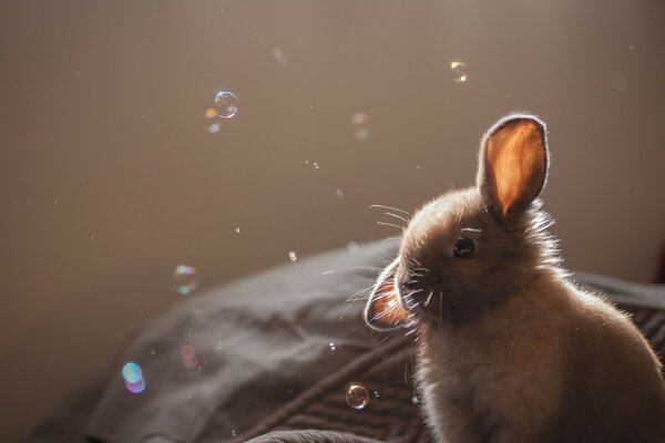 Mignon lapin brun