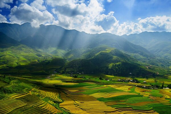 Spring crops in a sunny fog