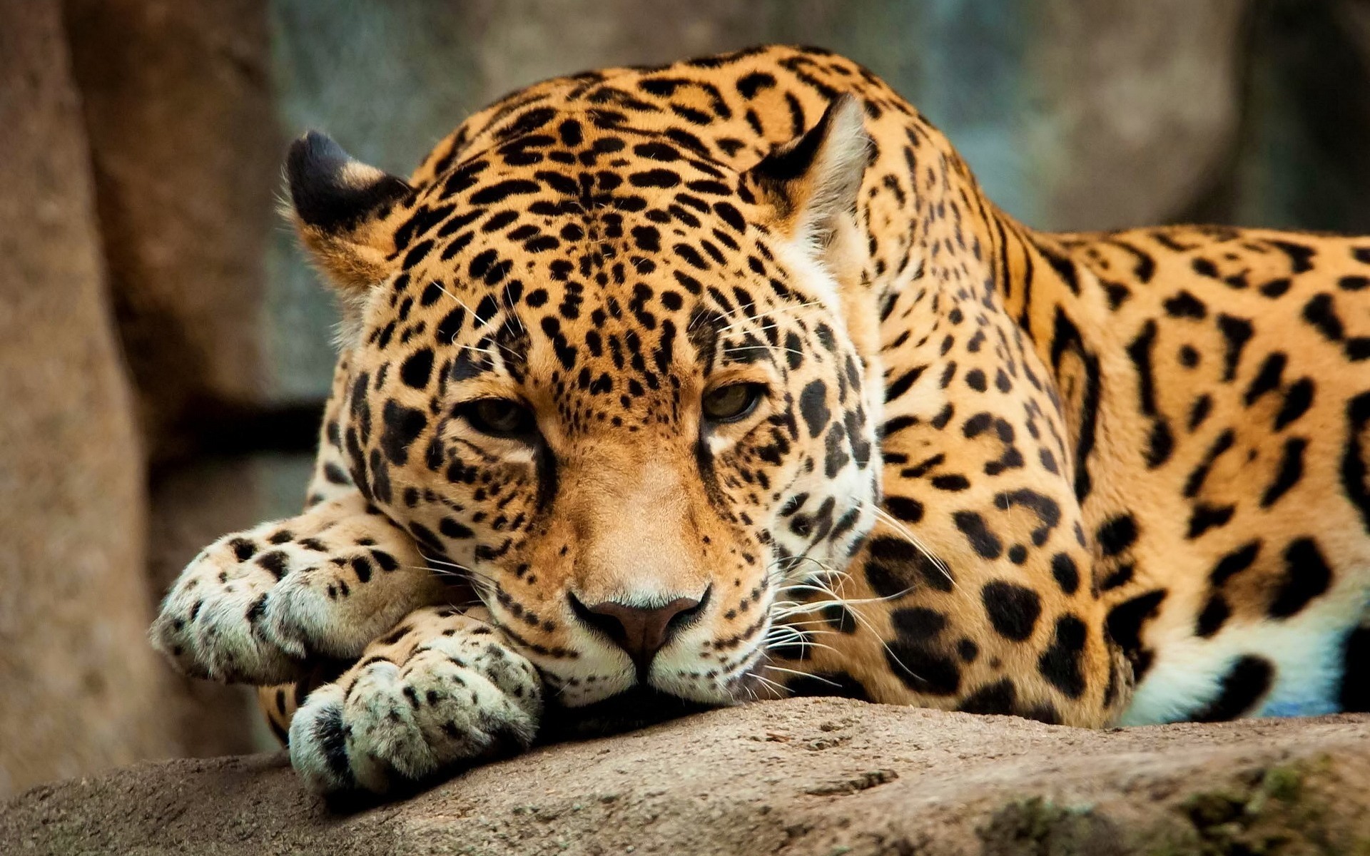 animais jardim zoológico vida selvagem mamífero gato selvagem leopardo natureza animal selva predador safari jaguar