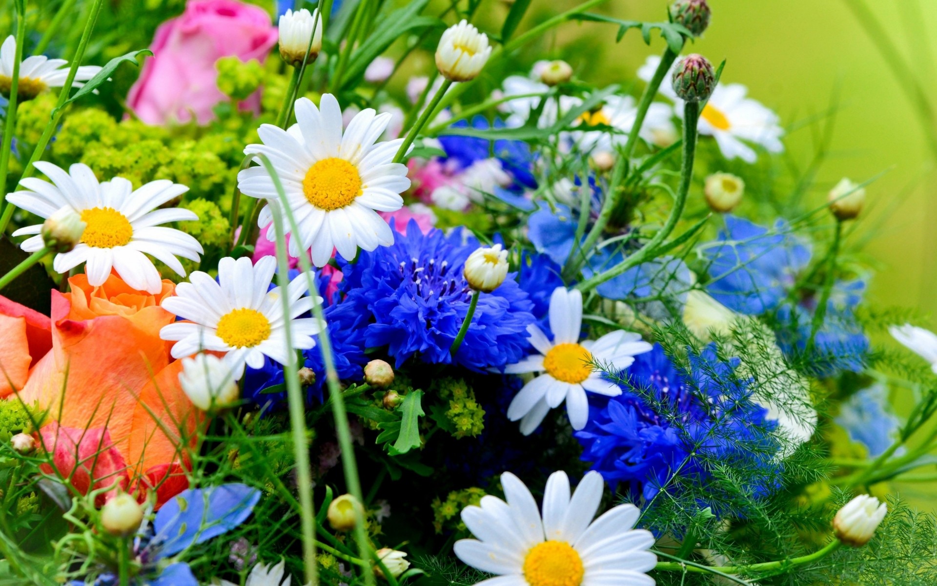 flowers flower nature summer flora garden hayfield field grass blooming floral petal bright chamomile leaf color growth season fair weather bouquet field flowers