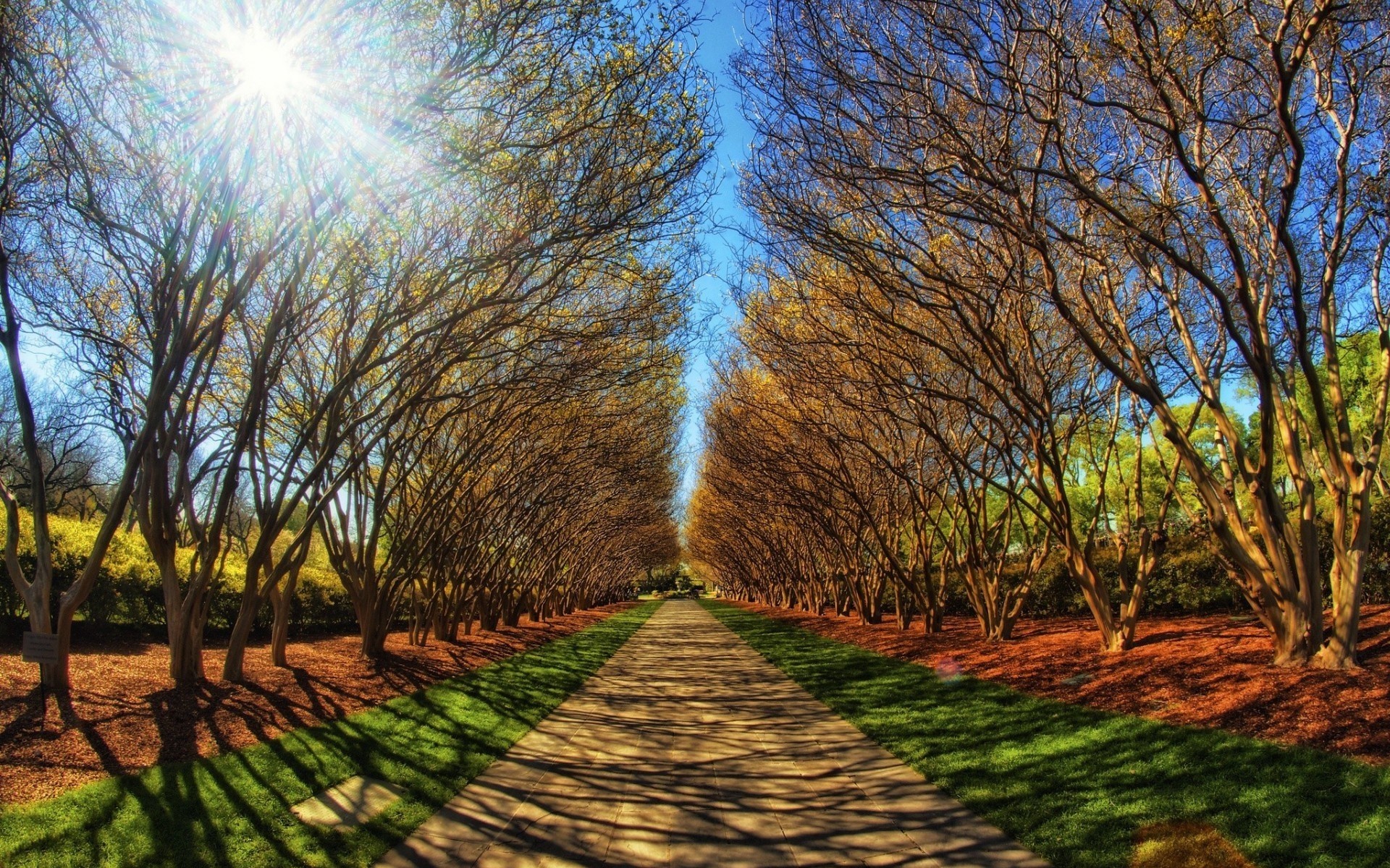 otoño árbol naturaleza paisaje hoja madera otoño rural al aire libre buen tiempo campo amanecer sol temporada hierba brillante cielo escénico país rama parque árboles