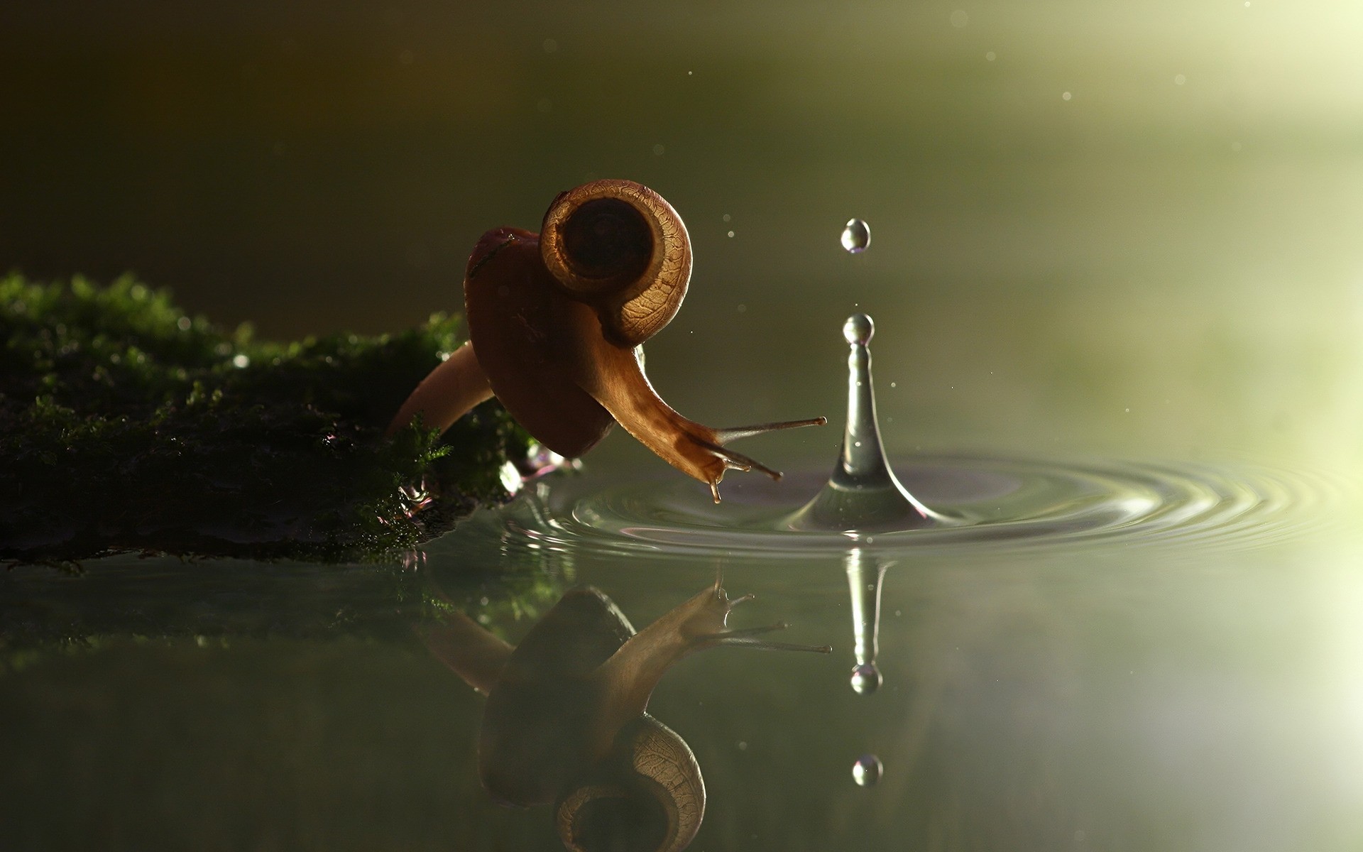 insetos gota água molhado respingo reflexão líquido movimento chuva natureza bolha beber lago ação caracol