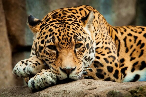 Spotted leopard lying on a rock