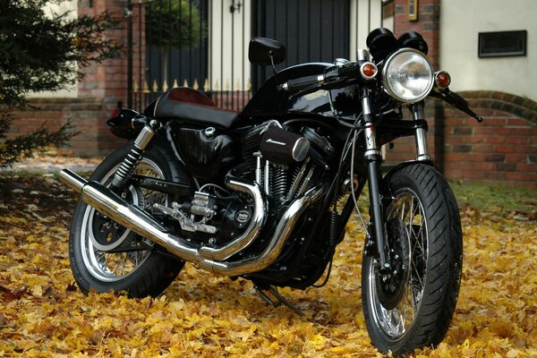 Cool black motorcycle on autumn foliage