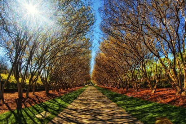 Paisagem de outono com árvores e perspectiva