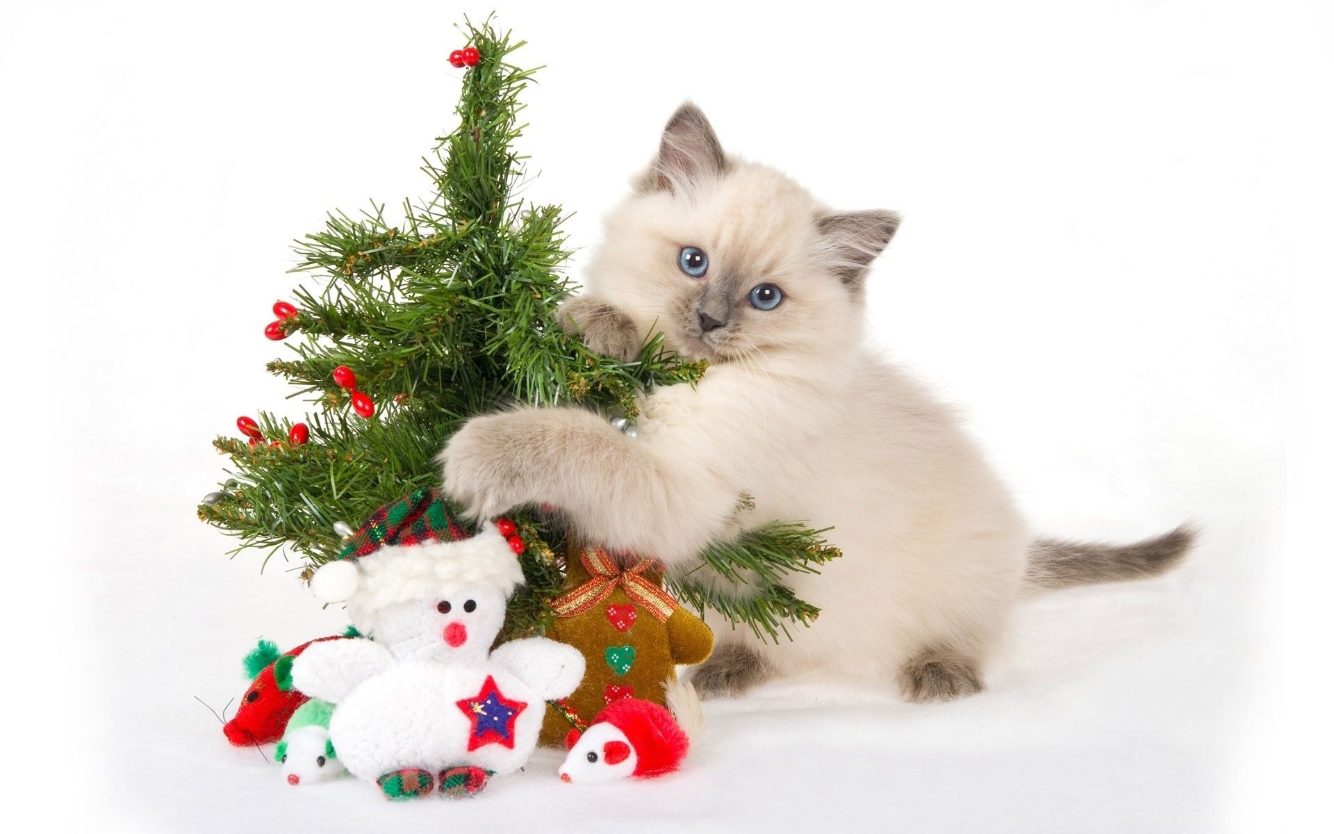 new year christmas cute little sit winter fur pet animal domestic