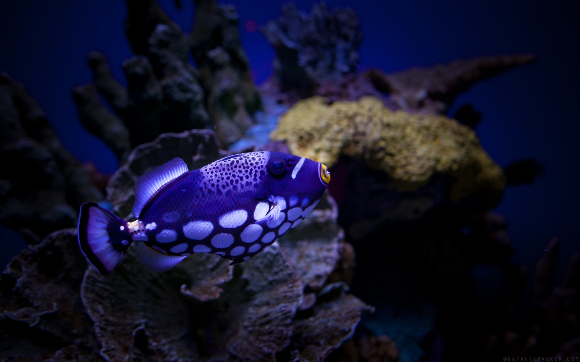 amphibians underwater fish reef coral ocean sea submarine diving invertebrate water swimming scuba tropical marine aquarium snorkeling deep aquatic wildlife