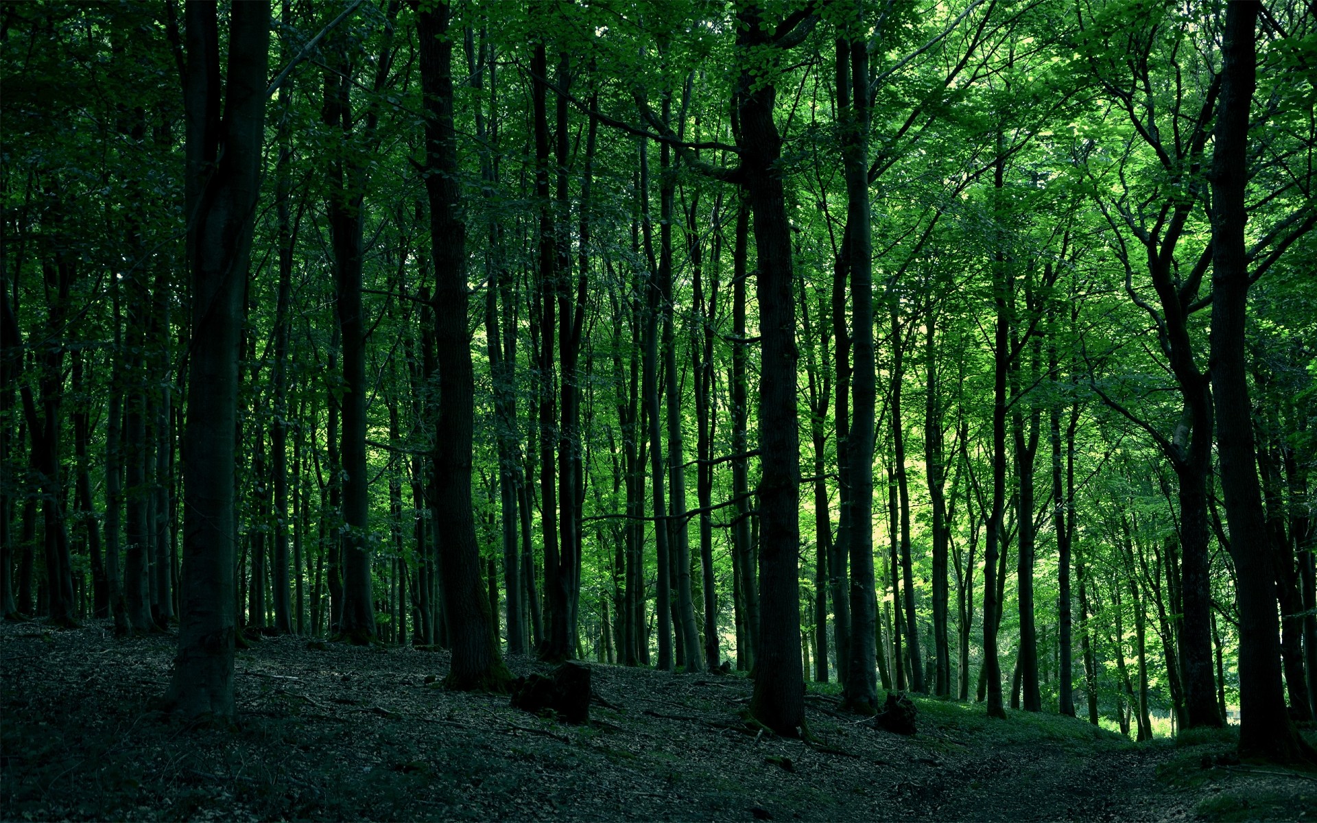 paysage bois bois paysage sanbim aube soleil nature beau temps feuille brouillard brouillard lumière parc luxuriant lumineux automne perspective guide forêt vert