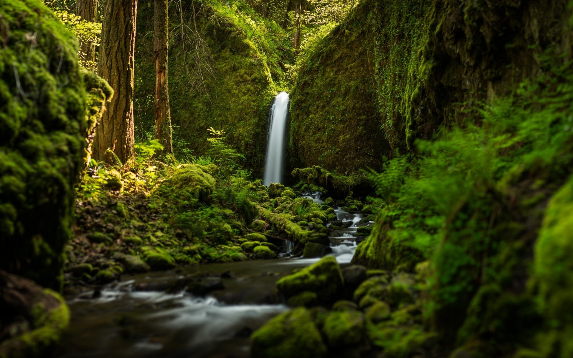 paesaggio legno muschio natura fern foglia acqua paesaggio albero all aperto cascata lussureggiante foresta pluviale viaggi autunno selvaggio parco scenic ambiente cascate cascata