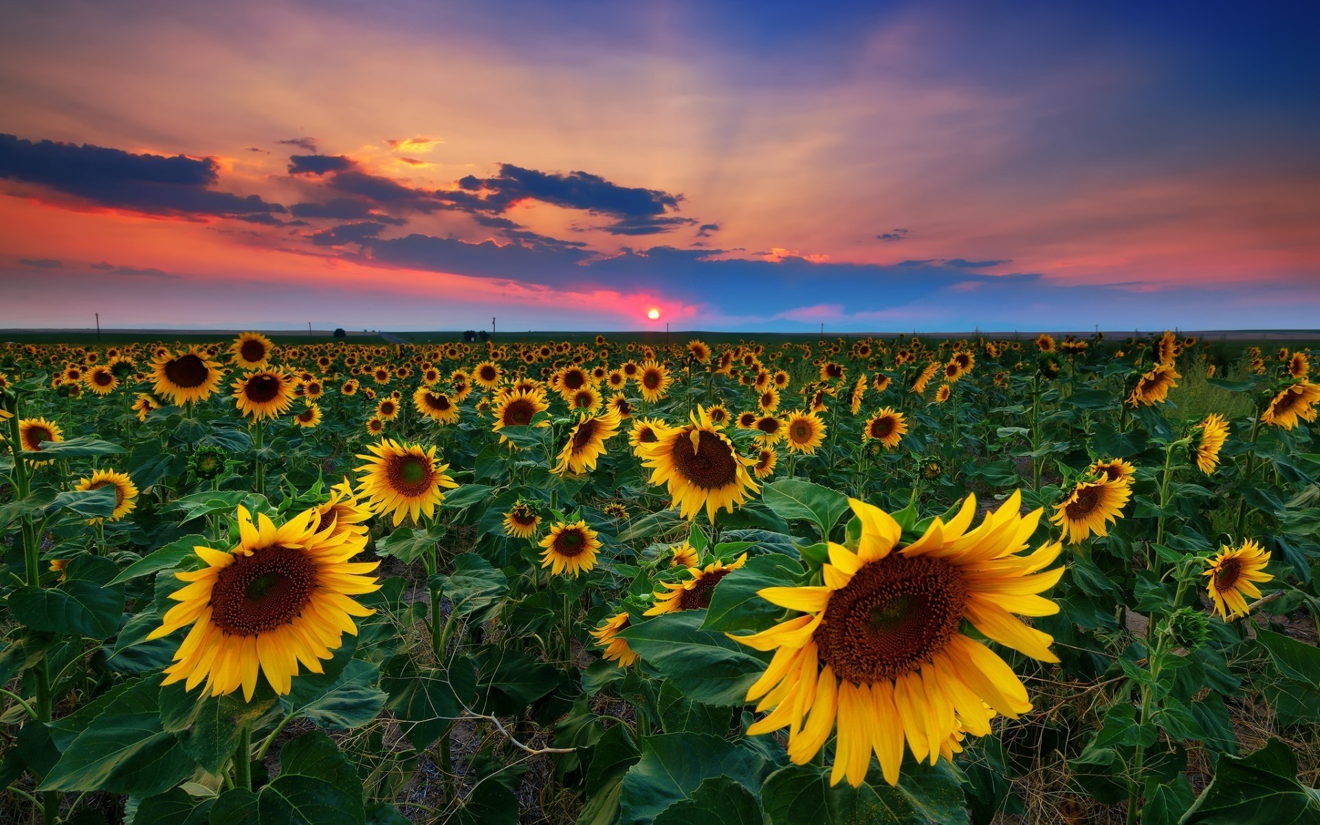 eua girassol natureza flor verão campo sol flora bom tempo paisagem brilhante ensolarado crescimento ao ar livre rural céu folha brilhante agricultura floral girassóis