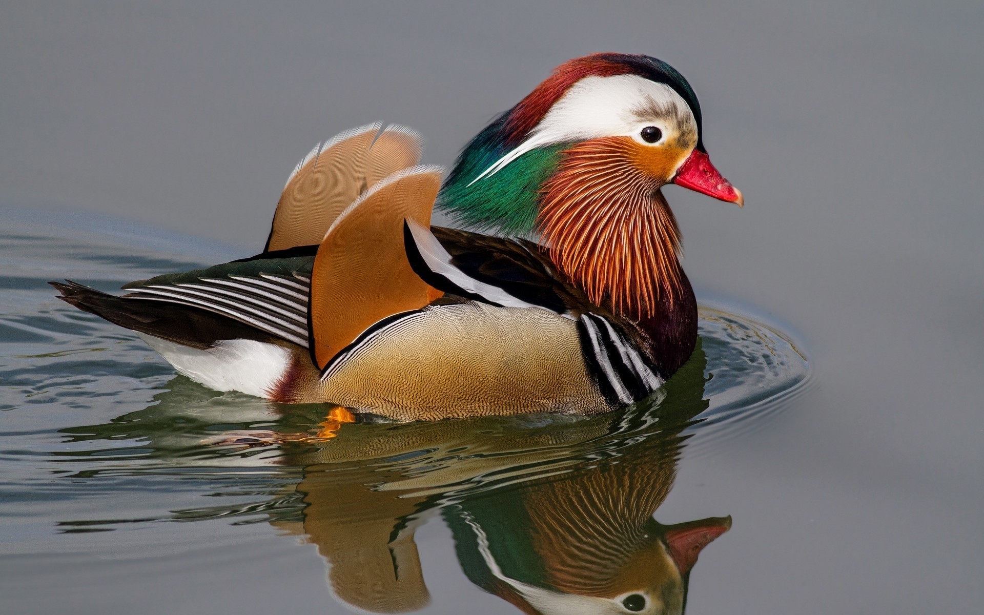 duck bird wildlife poultry waterfowl mandarin