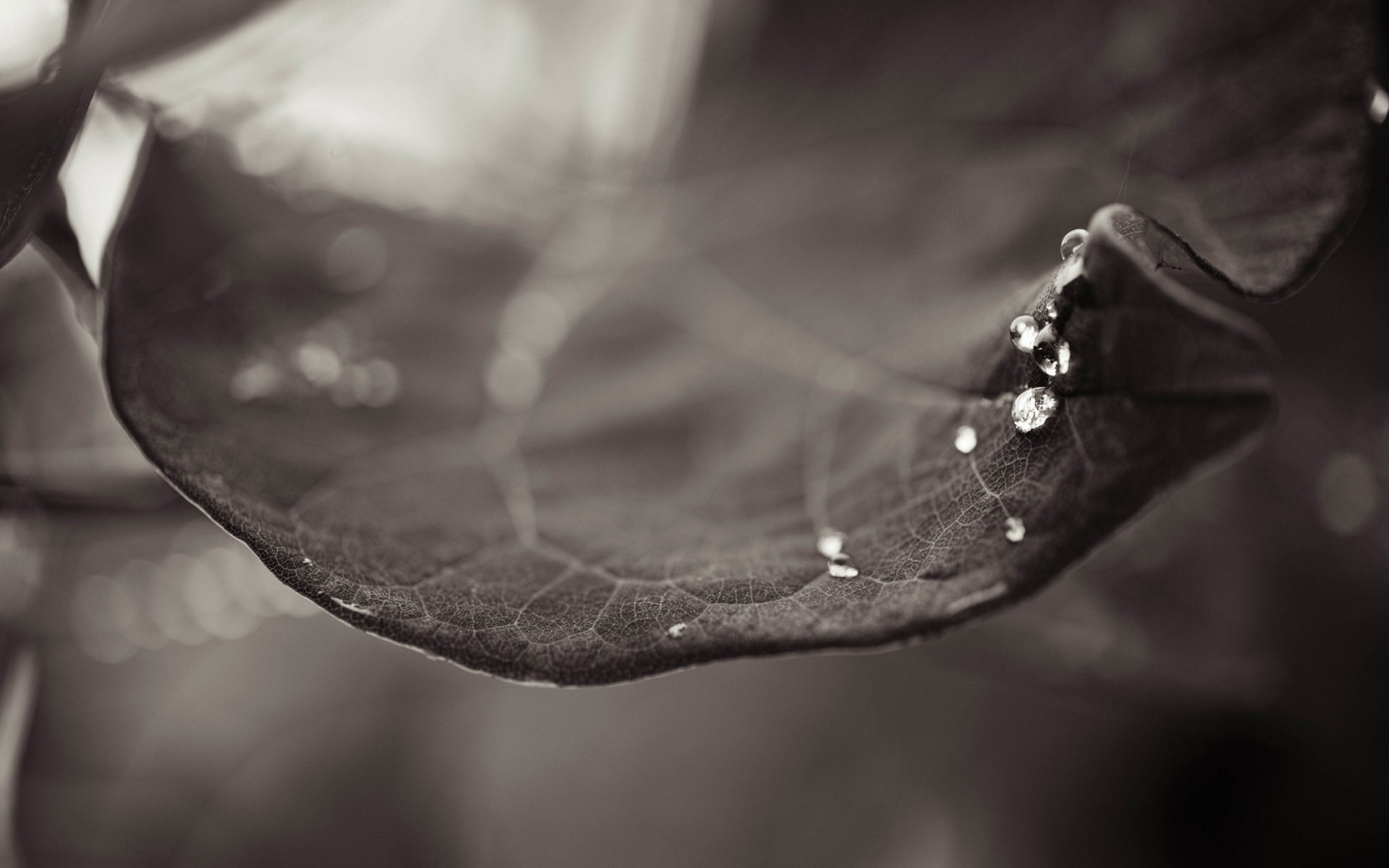 herbst monochrom regen wasser tropfen natur tau dof schwarz / weiß nass tropfen stillleben abstrakt hochzeit blume blatt reflexion eine