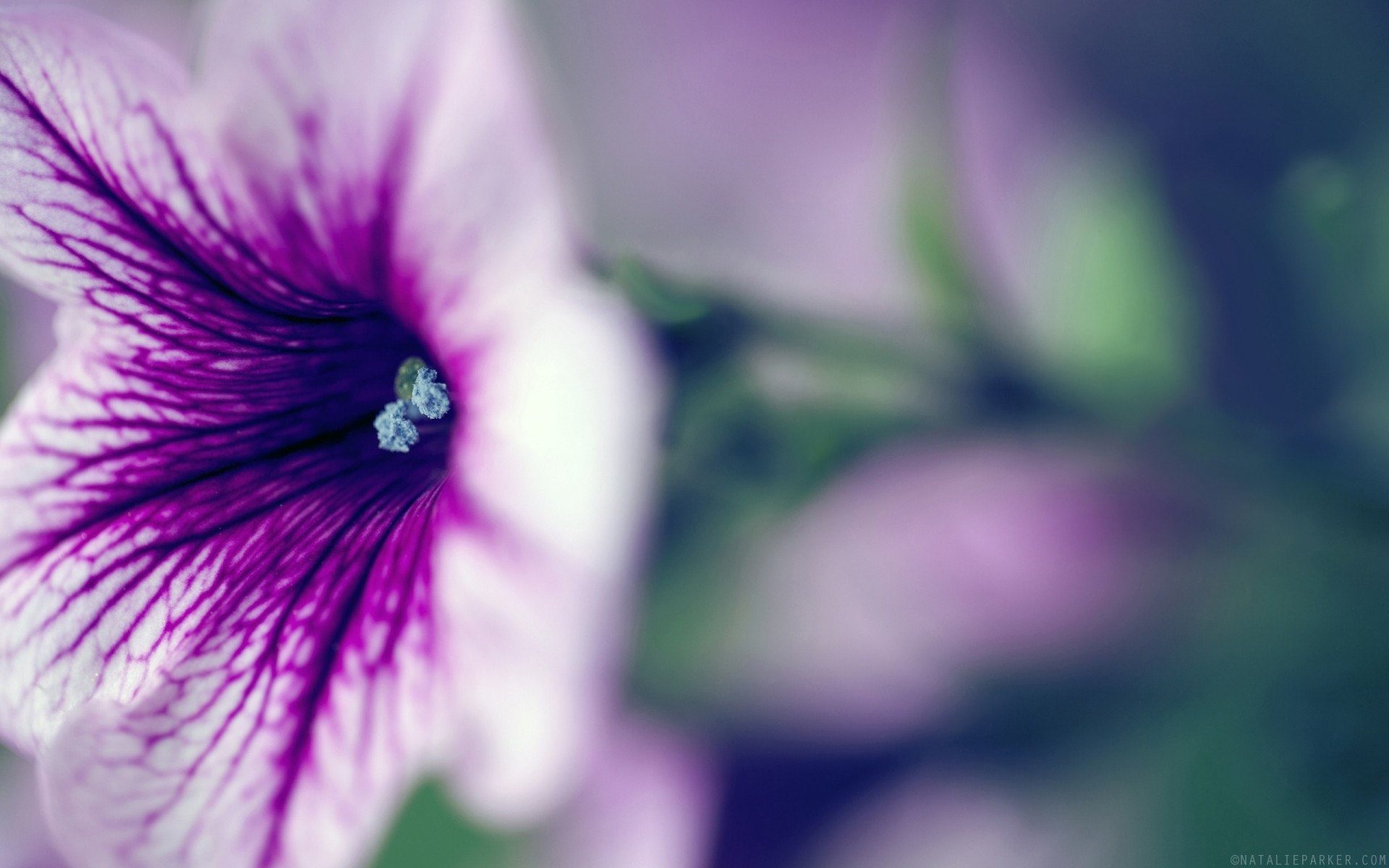 flowers nature flower flora summer leaf garden bright blur growth delicate color floral petal dof blooming beautiful outdoors