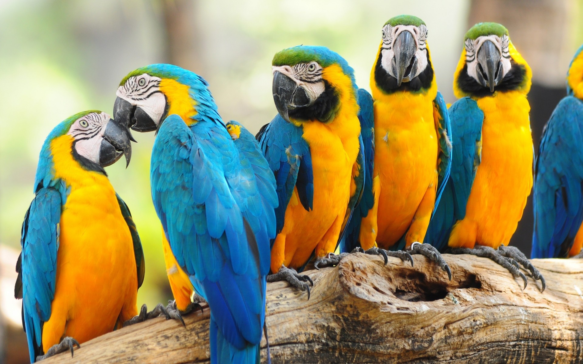 parrot macaw bird wildlife tropical beak zoo wild wing animal nature exotic avian feather parrots