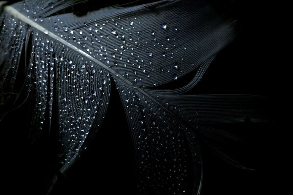 Rainwater drops on a leaf