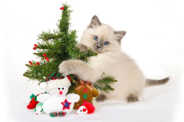 Siamese kitten hugging a Christmas tree on a white background