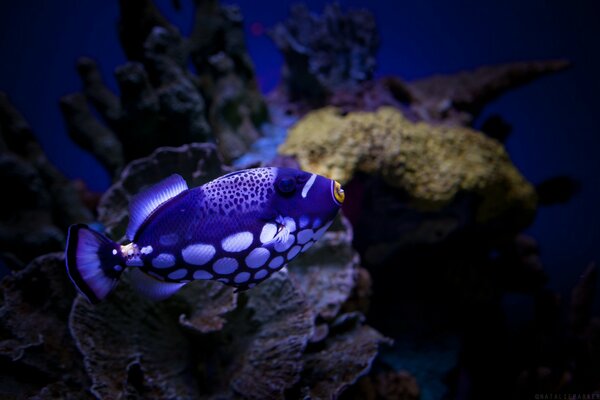 Pesci blu a pois abitanti sottomarini della barriera corallina