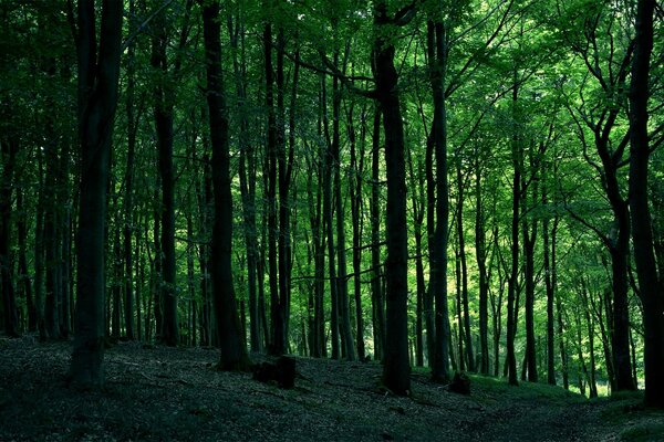 Baumlandschaft im Wald