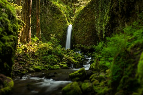 Cascada entre musgo y árboles