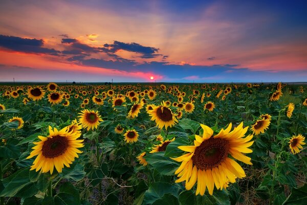 Paraíso de girasol tierra soleada