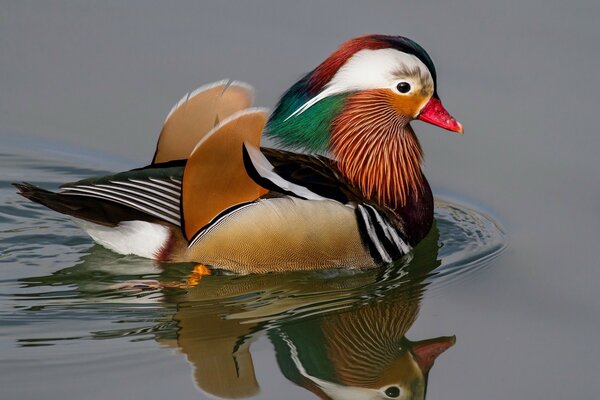 Oiseau coloré mandarine flotte