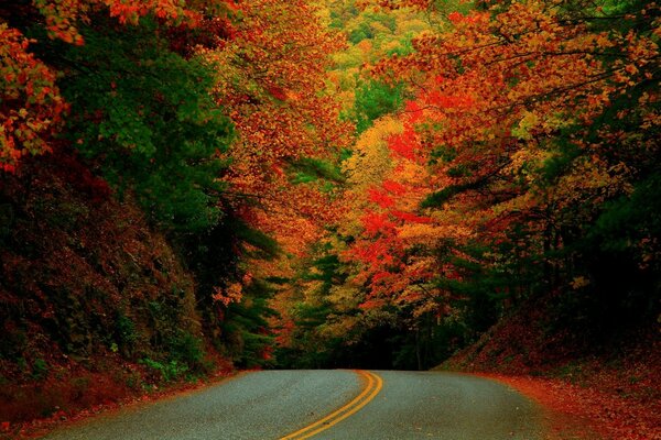 Autumn landscape forest road