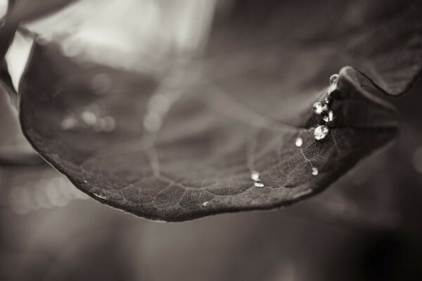 Monochrome sheet with raindrops