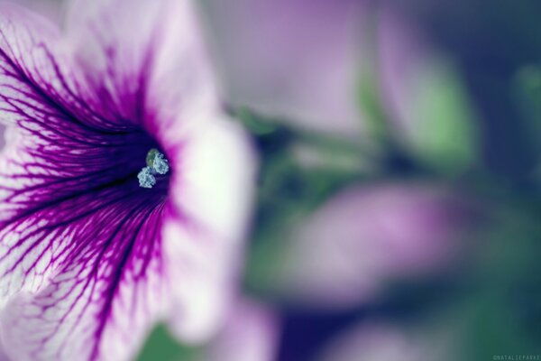 Flor blanca con vetas Lilas