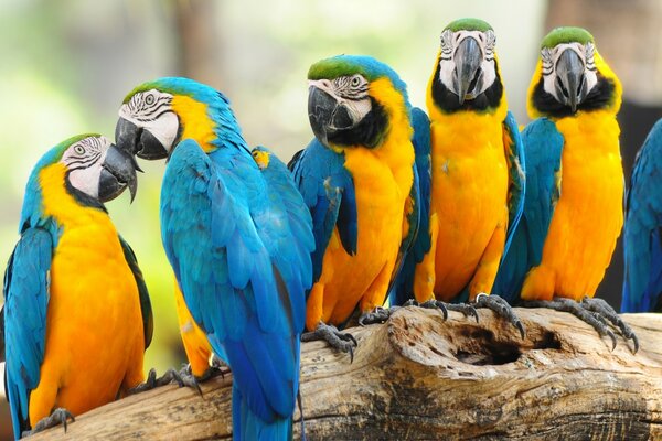 Macaws live in the wild