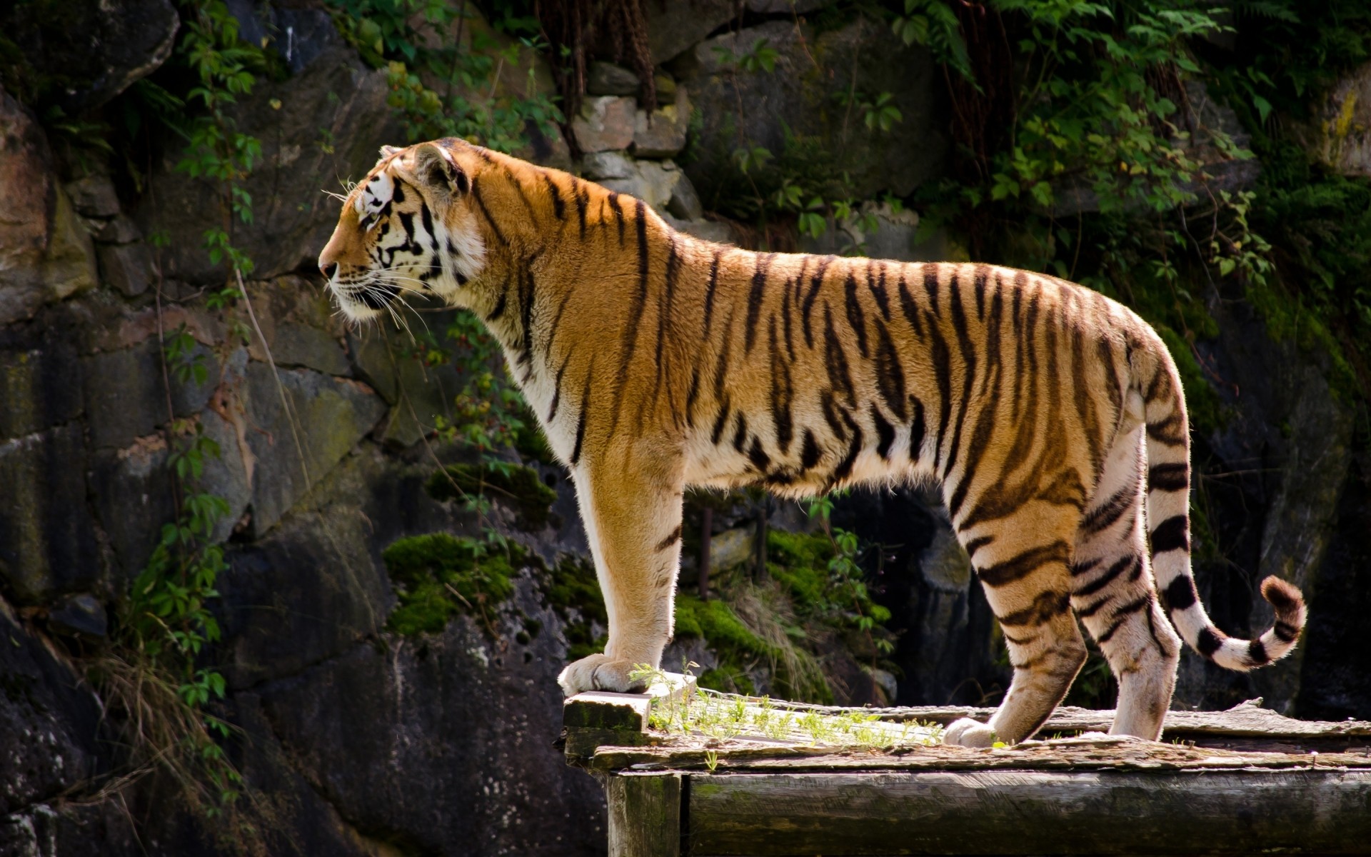 animali tigre fauna selvatica gatto mammifero zoo giungla predatore cacciatore selvaggio natura animale safari grande mangiatore di carne pericolo pelliccia caccia alla ricerca striscia aggressione