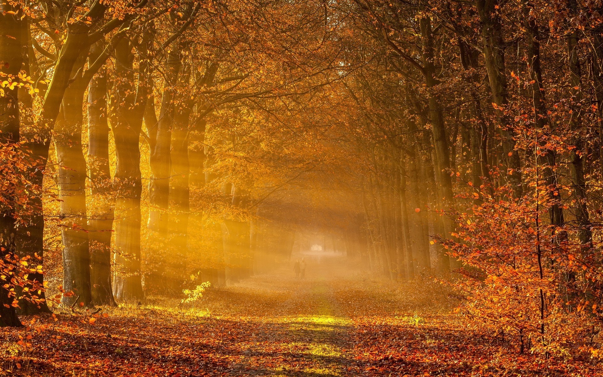 autumn fall tree leaf wood fog dawn mist nature park landscape outdoors light fair weather gold season bright backlit sun forest trees