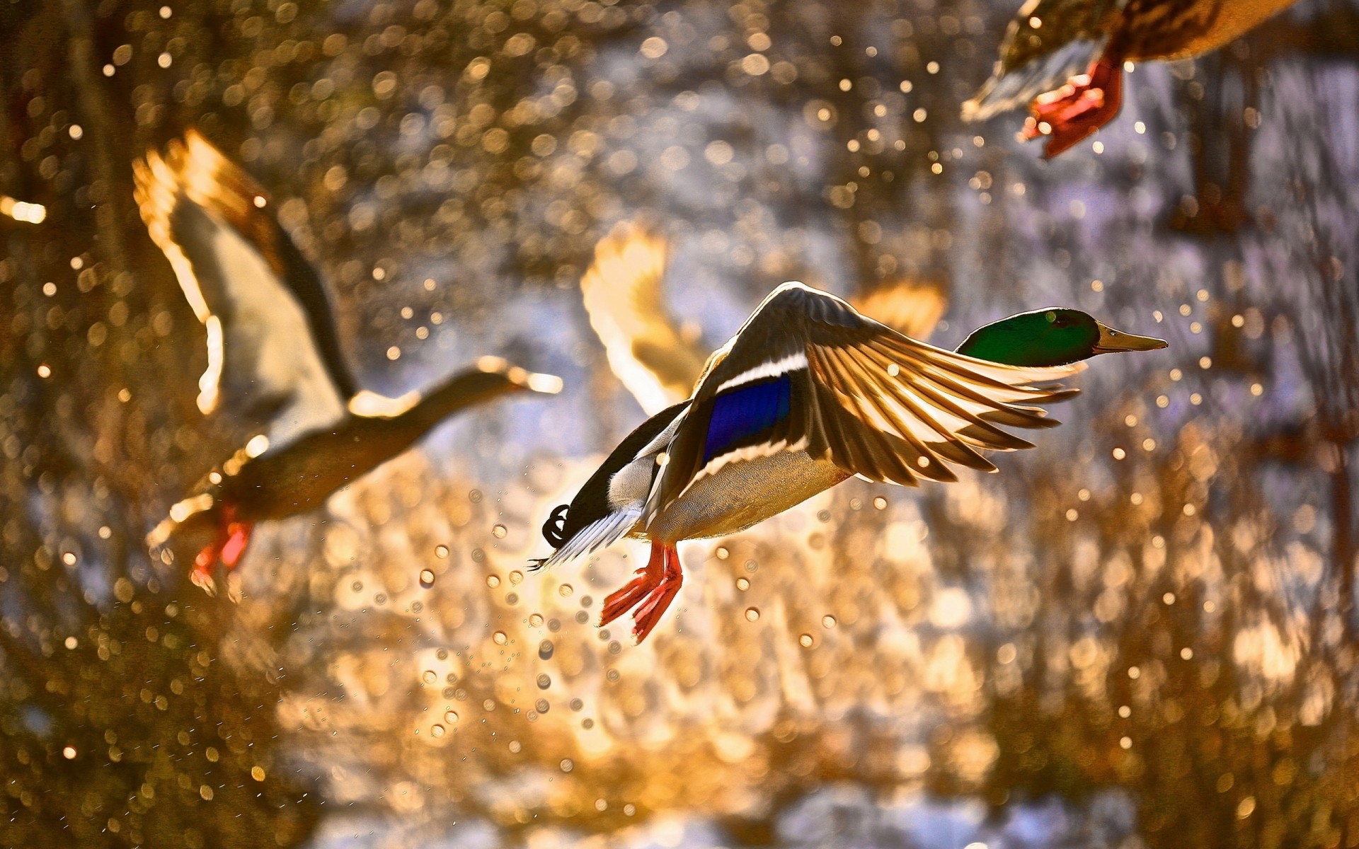 canard oiseau faune nature eau animal en plein air poissons natation lac couleur